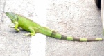 Visitor