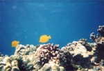 Kona Sea 05