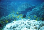 Kona Sea 11