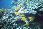 Kona Sea 14