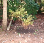 Yard Work 06