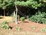 Yard Work 09
