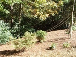 Yard Work 10