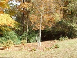 Yard Work 12