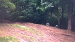 Yard Work 47