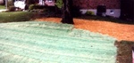 Yard Work 54