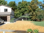 Yard Work 56