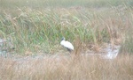 Snow Birds 015