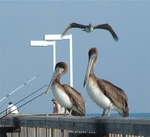 Snow Birds 064