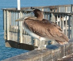 Snow Birds 065