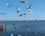 Snow Birds 069