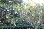 Snow Birds 077