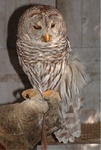 Snow Birds 099