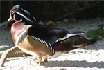 Snow Birds 100
