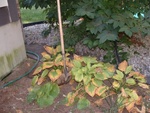 Trenching 23