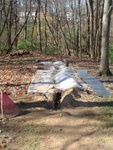 Trenching 34