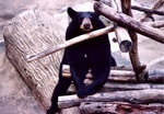 Gatlinburg 10