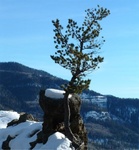 Pagosa 40