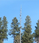 Pagosa 59