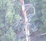 Pagosa 67