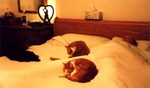 Kitty Magnet