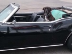 Patient Rider