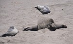 CA Coast 012