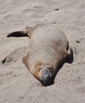 CA Coast 014