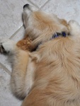 Pooped