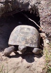 Resident