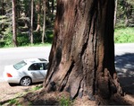 General Sherman 08