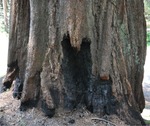 General Sherman 09