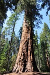 General Sherman 11