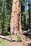 General Sherman 12
