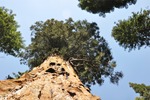 General Sherman 15