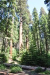 General Sherman 18