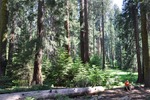 General Sherman 19