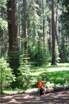 General Sherman 20