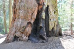 General Sherman 21