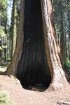 General Sherman 22