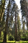 General Sherman 25