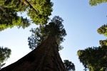General Sherman 26