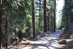 General Sherman 29
