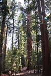 General Sherman 31