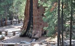 General Sherman 32