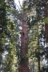General Sherman 33