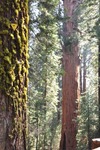 General Sherman 34