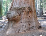 General Sherman 35