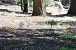 General Sherman 36