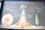 General Sherman 37